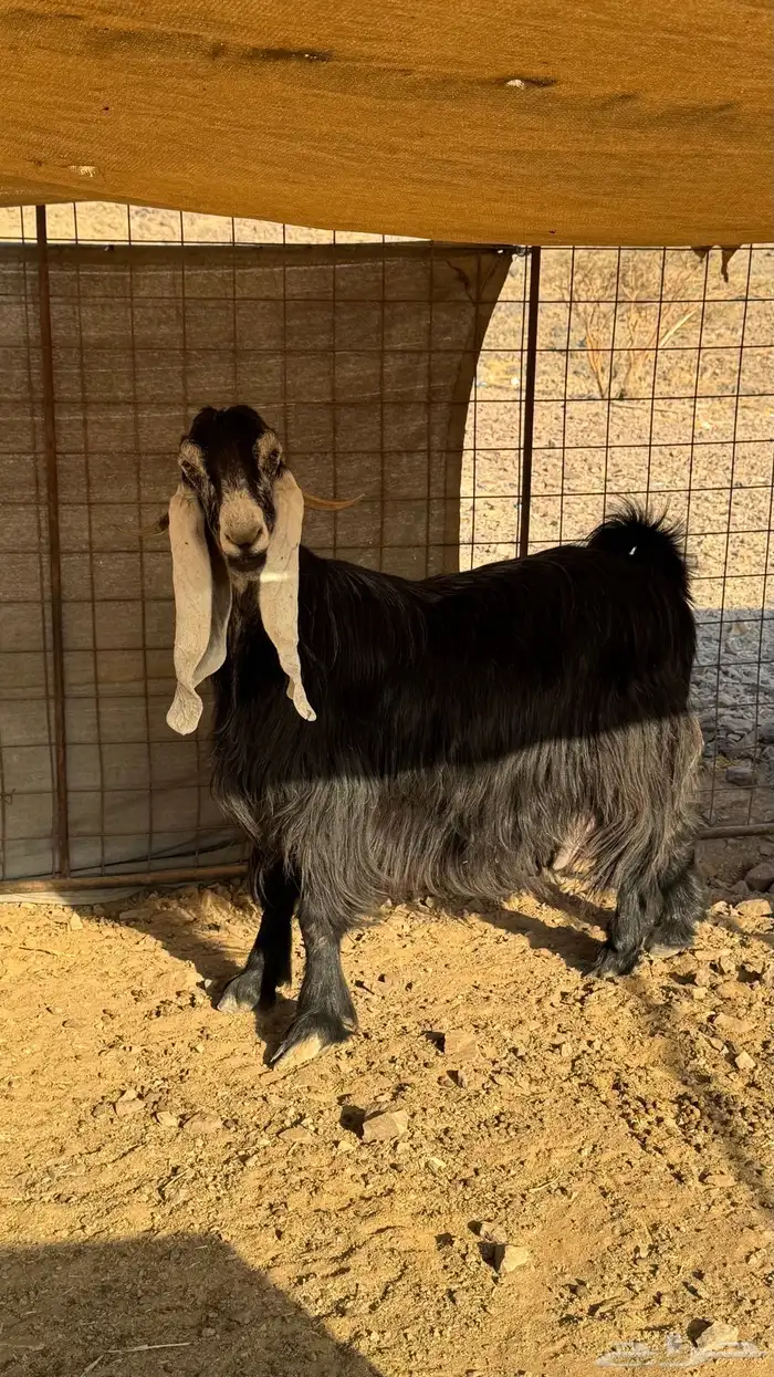 عنز عارضيه طيبة 3