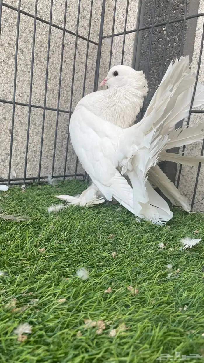 هزازي و أناثي أتراك . 9