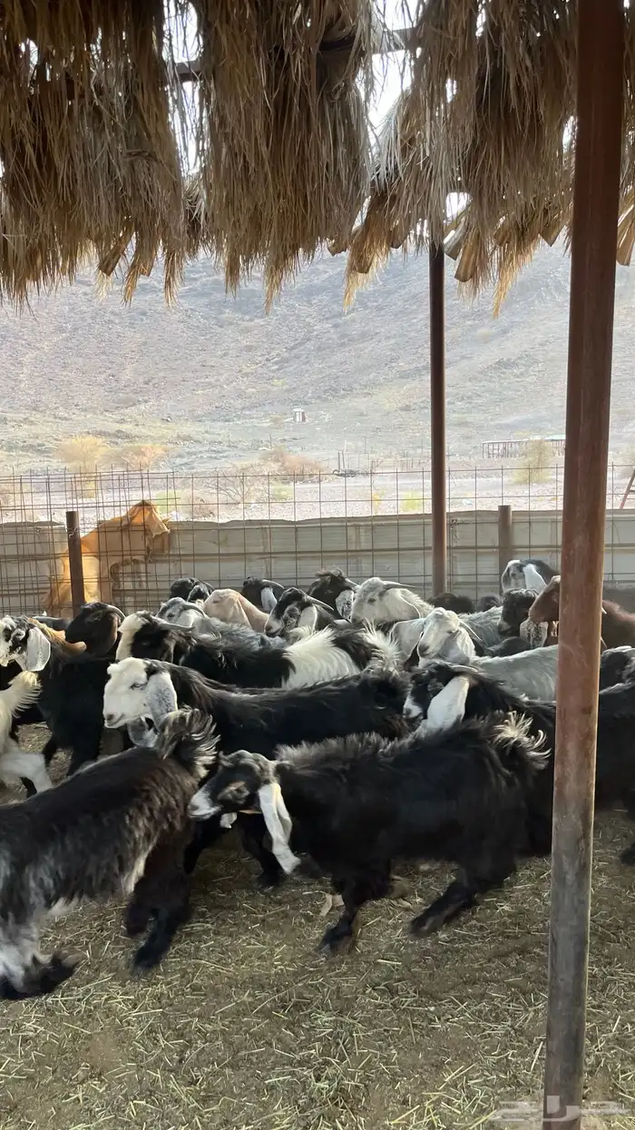 تيوس جبره ذبائح مخاصي جادعان 18