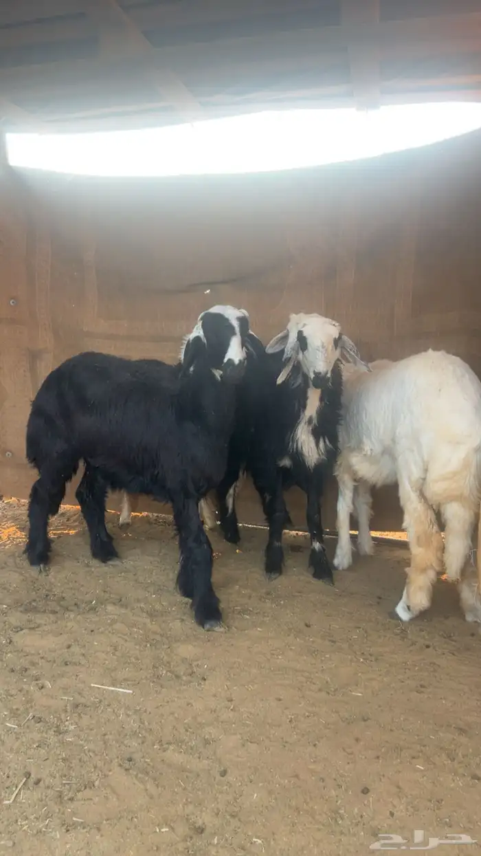 رخال للبيع فل مقفلات 4