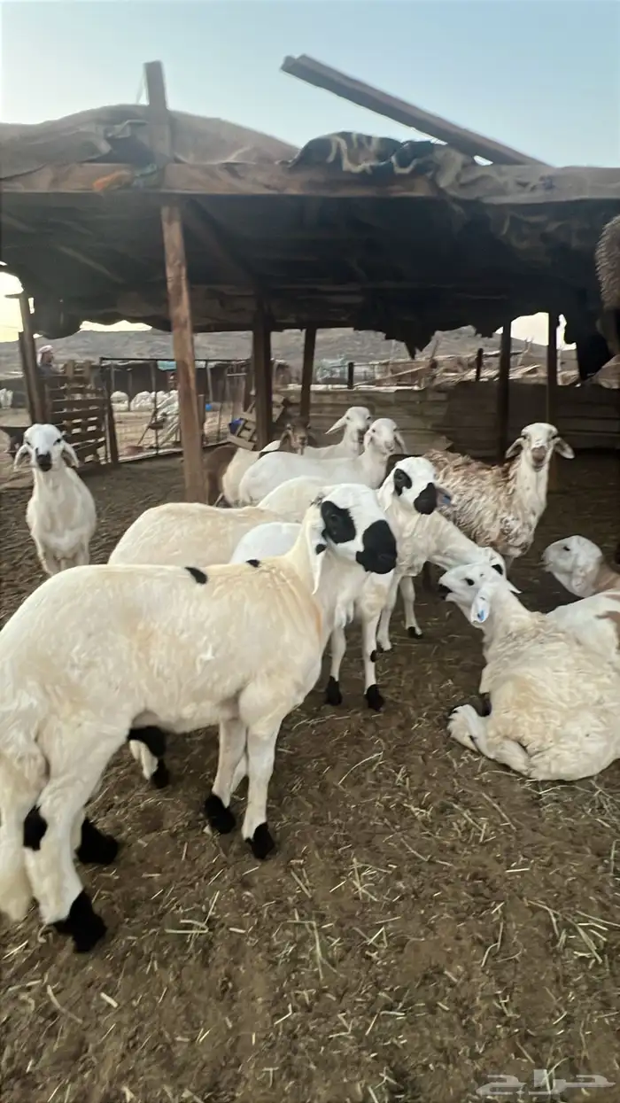 طليان سواكن للبيع 7