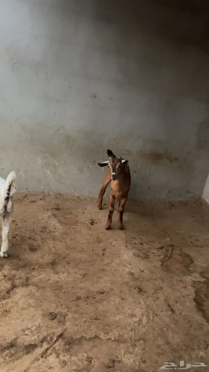 بسم الله الرحمن الرحيم بهم للبيع العم اقل من شهر سمان ونظاف 1