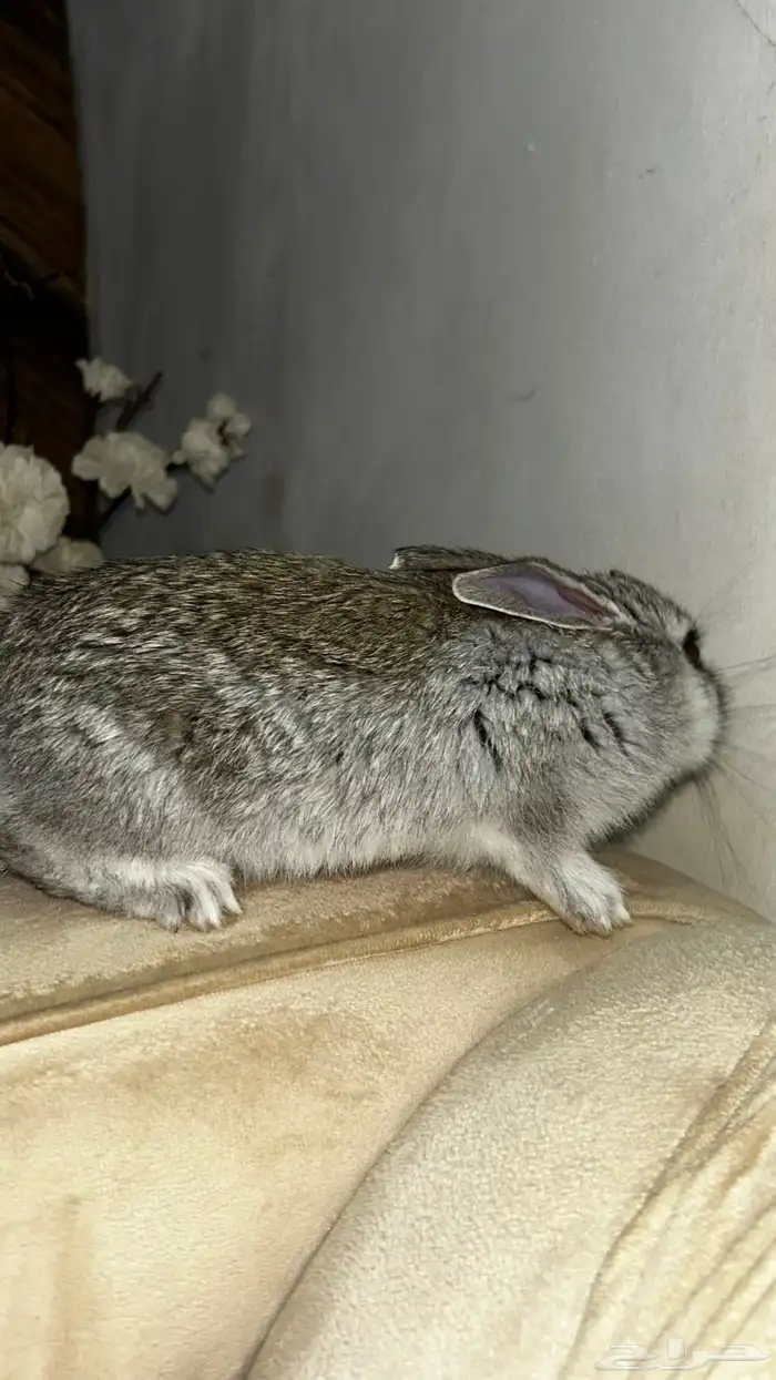 ارنب بلدي العمر 3 شهور لعوب للبيع مع اغراضه واكله كامل 1