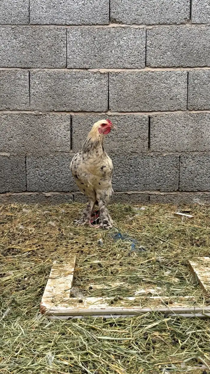 ديك براهما الصحه شرط 0