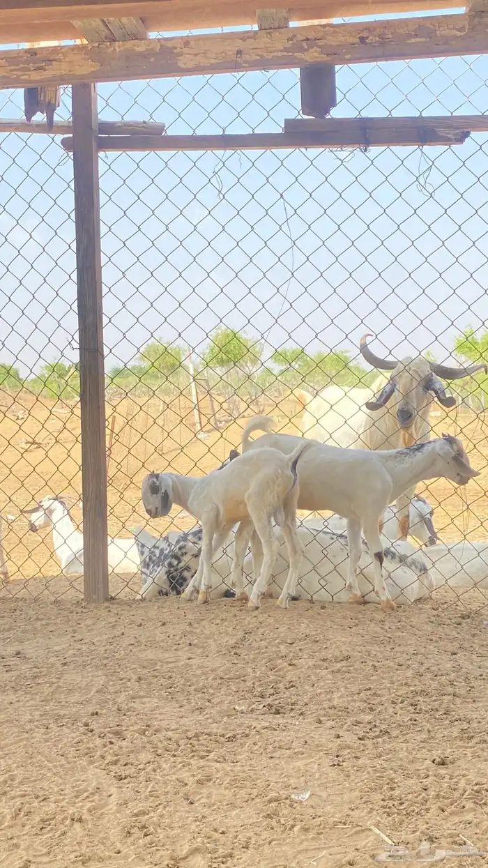 اثنين تيوس مشاريع 26