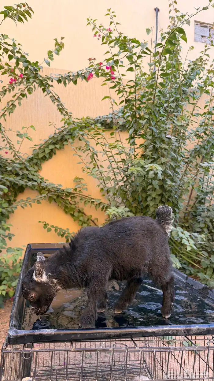 ماعز قزم (جفرة) للبيع 3