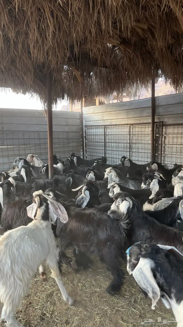 تيوس جبره ذبائح مخاصي جادعان 4