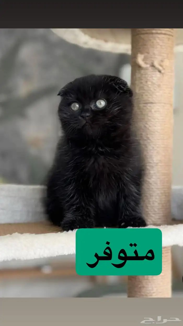 قطط كيتن سكوتش للبيع 5