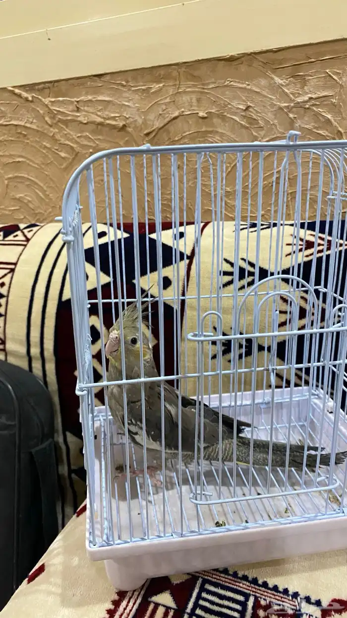 طير كروان أليف 2