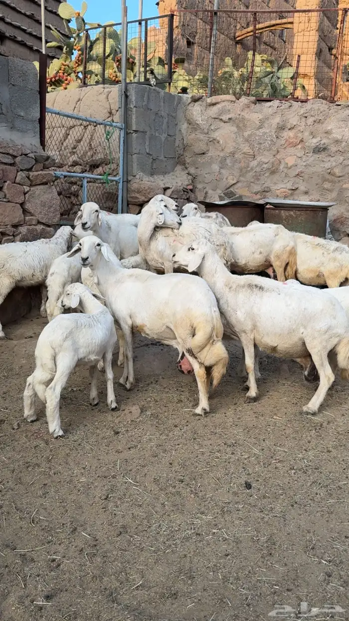 ضان متابيع 1