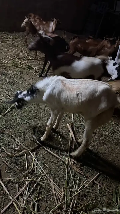 تيس بلدي index