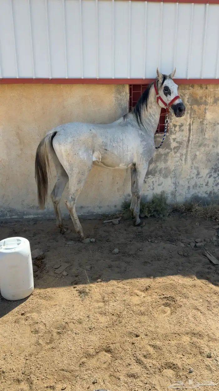 حصان جزيري شعبي 1