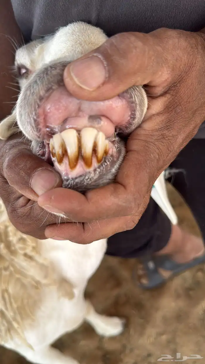 شاة حرية صنف متاومة 4