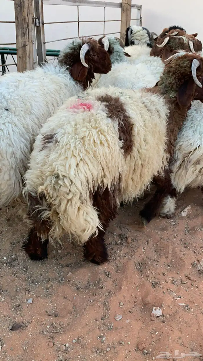 16 خروف صافي جذعان فل 4