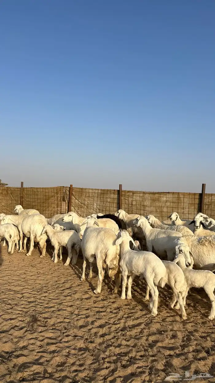 غنم متابيع 20 يتبعها 20 6