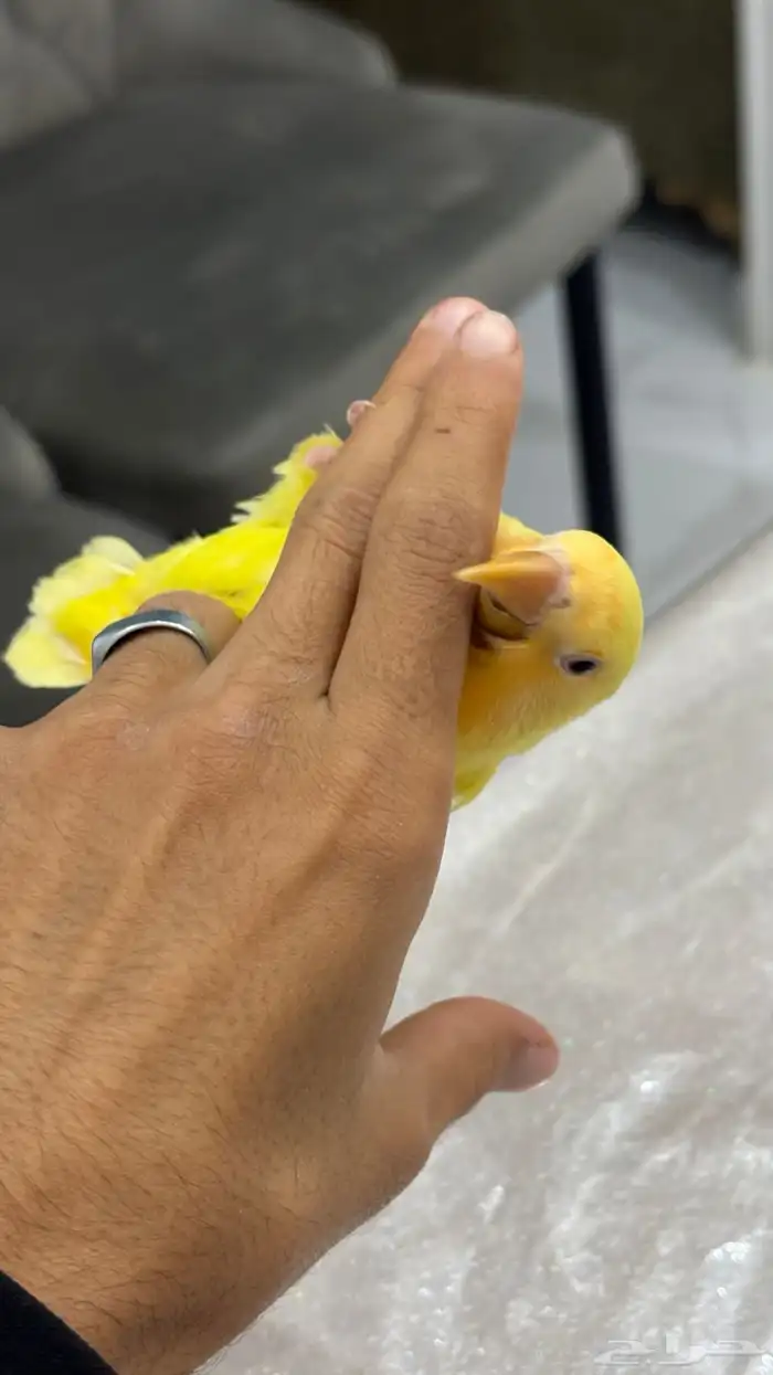 روز اليف جدا جدا 1