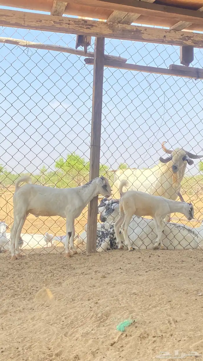 اثنين تيوس مشاريع 21