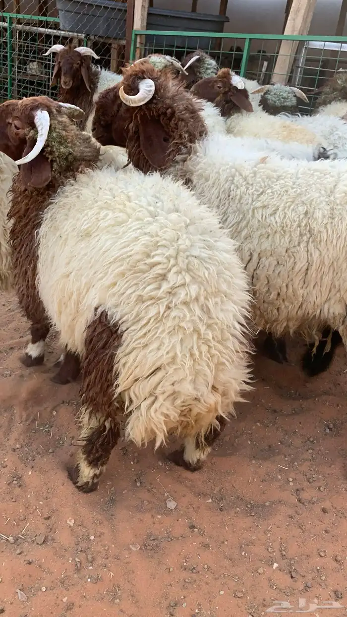 16 خروف صافي جذعان فل 0