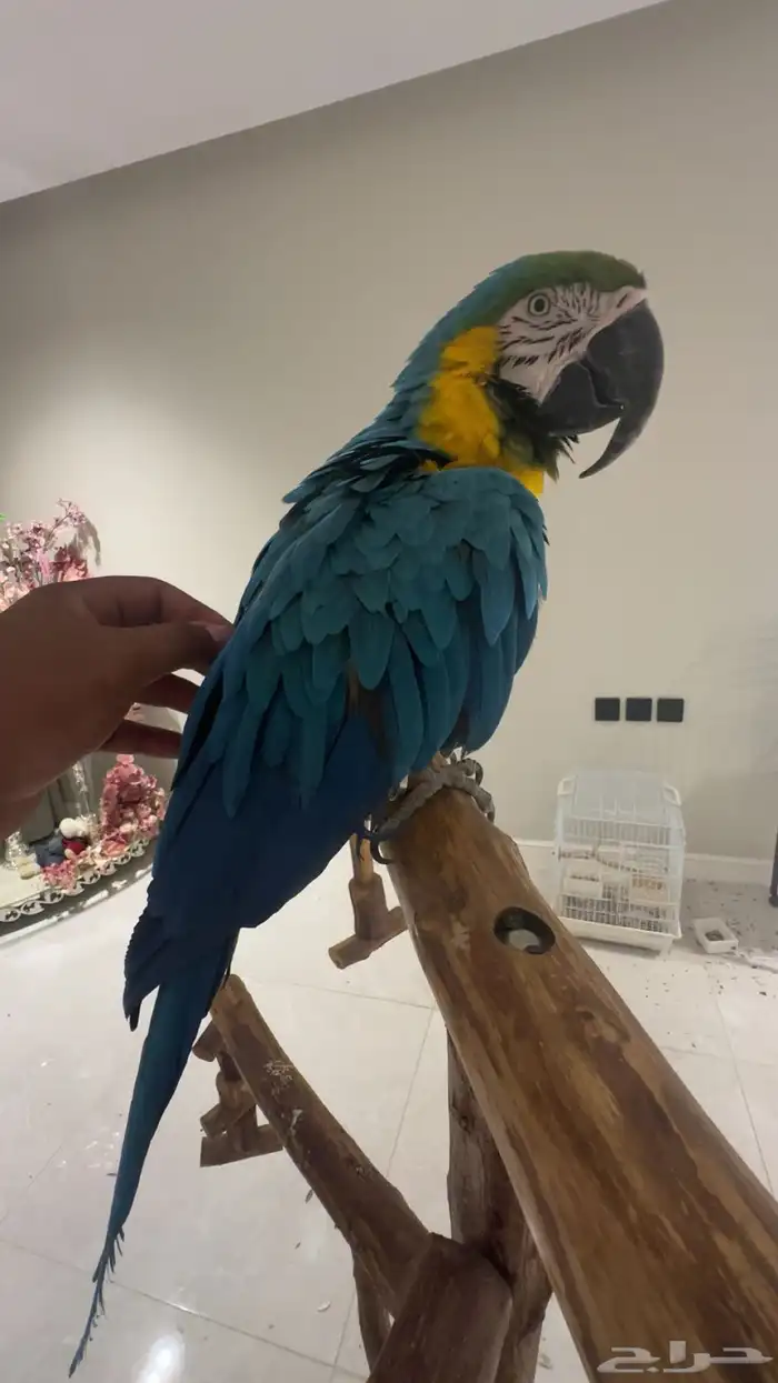 مكاو متكلم وهدد 3