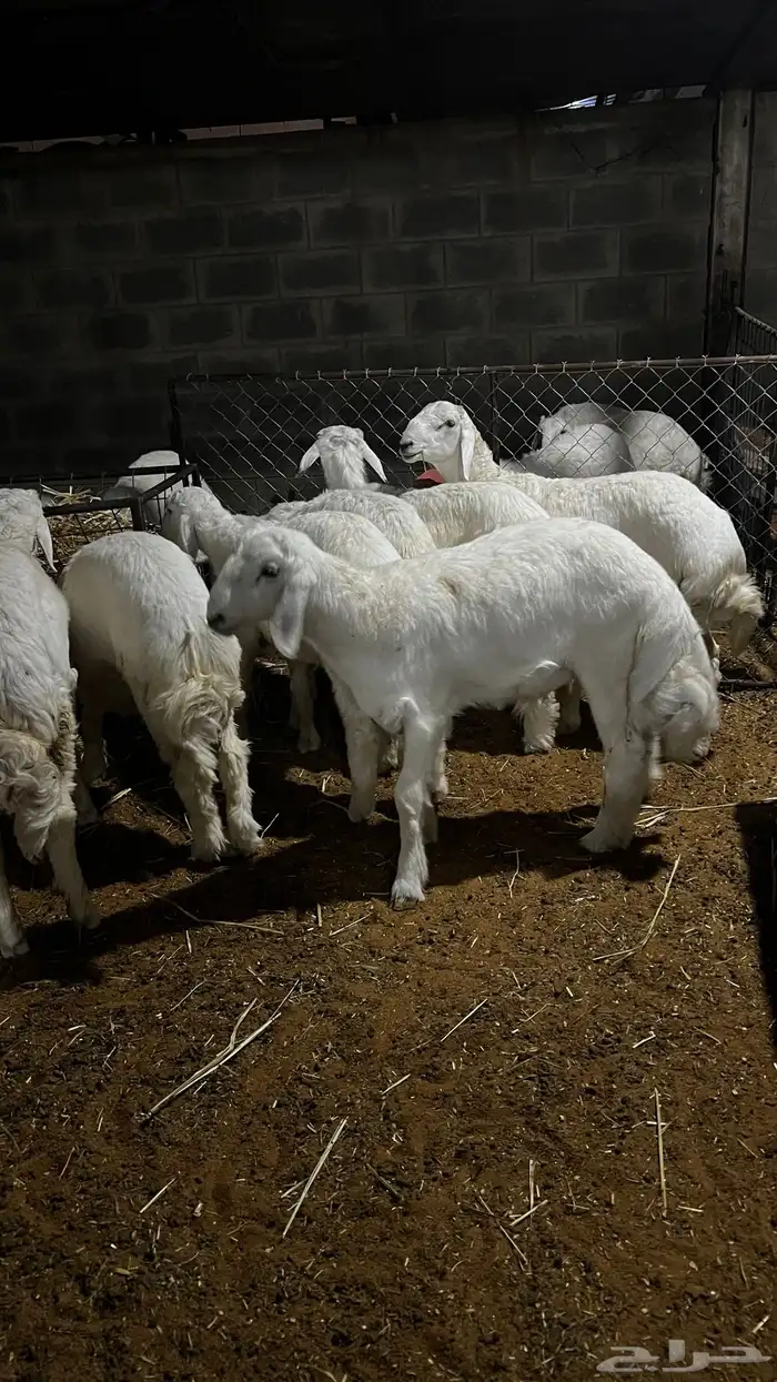 حريات للبيع جمله وتفريد 4