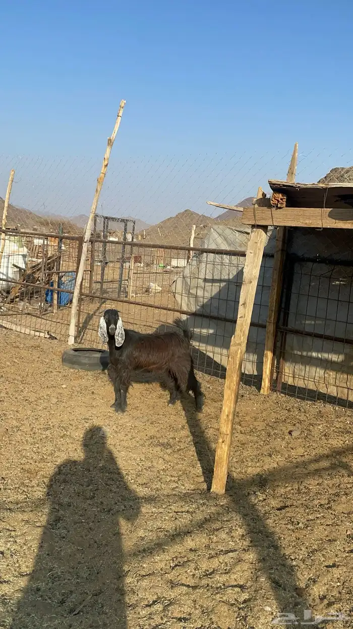 جفره عارضيه طيبه بالحيل(تم البيع) 0