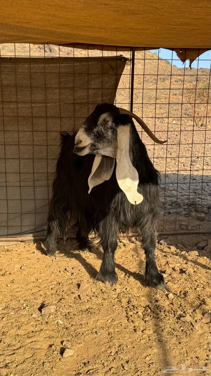 عنز عارضيه طيبة 0