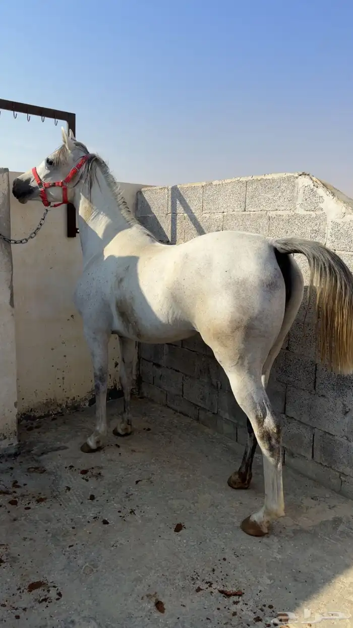 فرس تنافس الواهو ( شعبية من خيول نجد ) 1