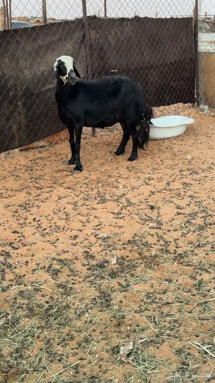 نعجه للبيع نجديه 0