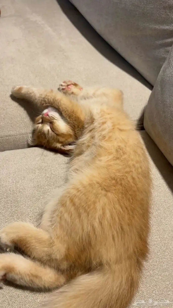 فولد سكوتش 1