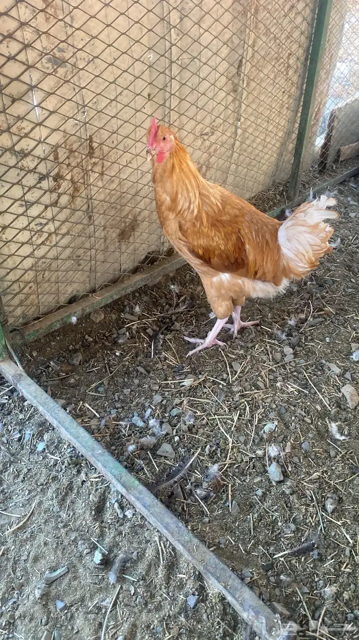 للبيع ديك تركي لواهمان اقبل بدل 0