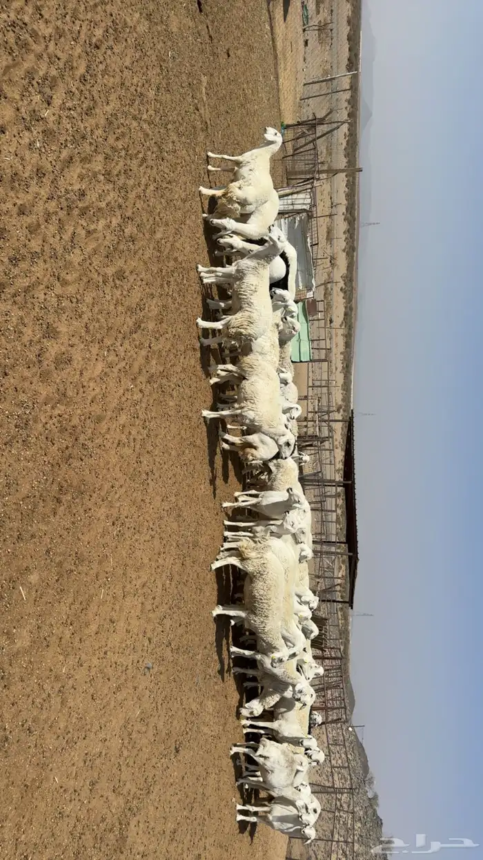 غنم مراح حصيب ودفيع فحص سونار 1