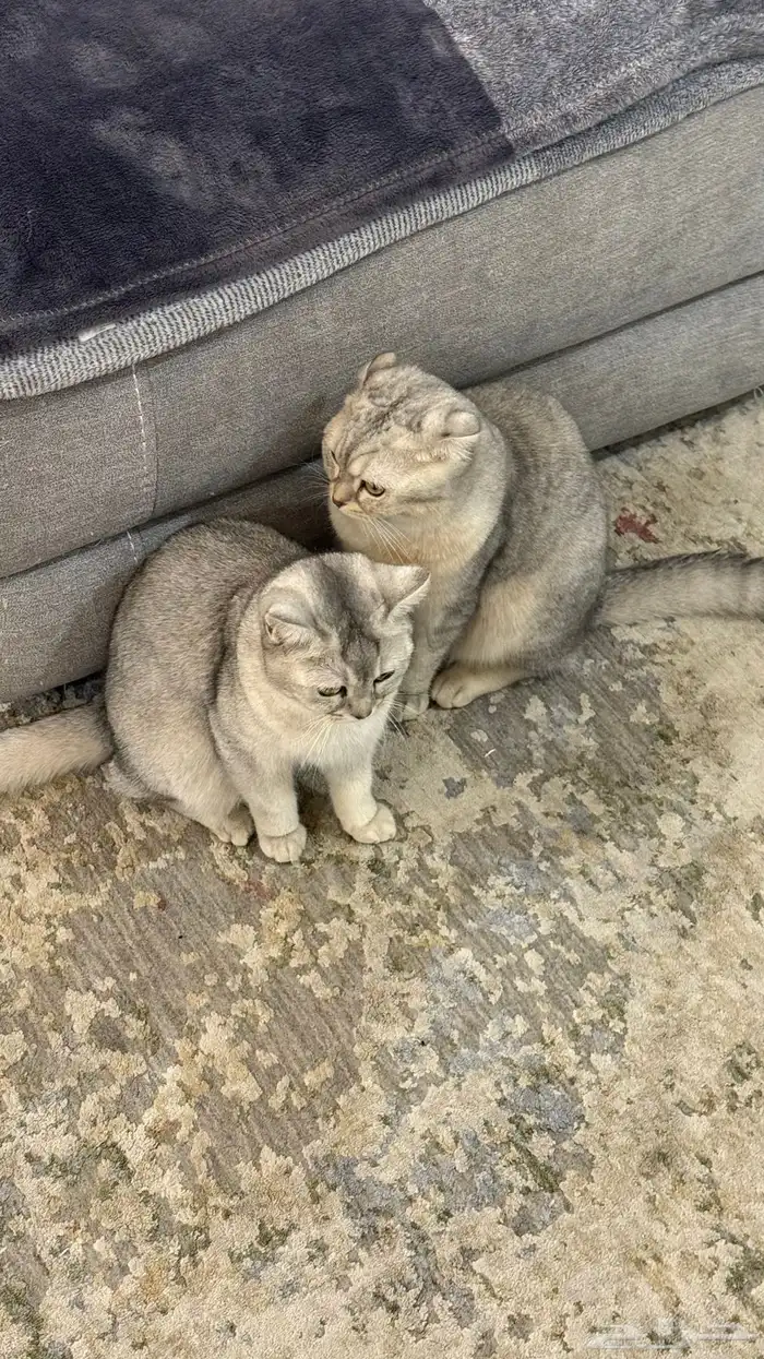 قطط سكوتش فولد و ستريت 1