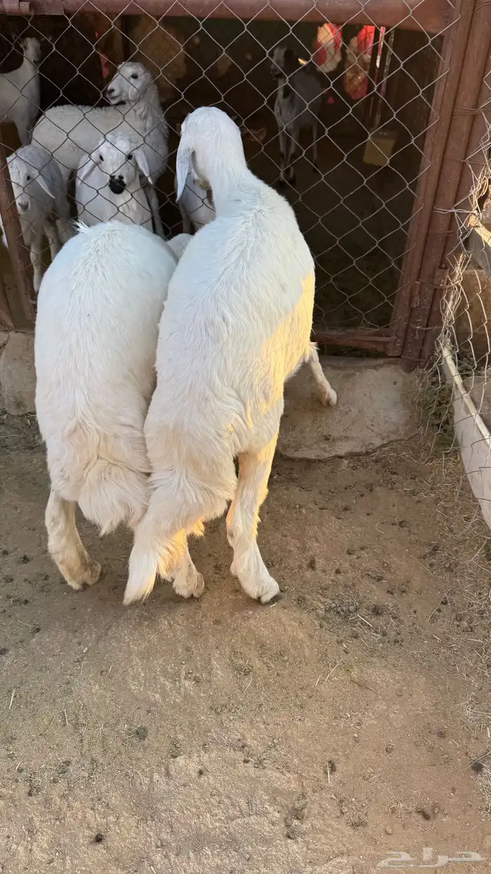 للبيع رخلين صنف الصنف من رخال شهران 2
