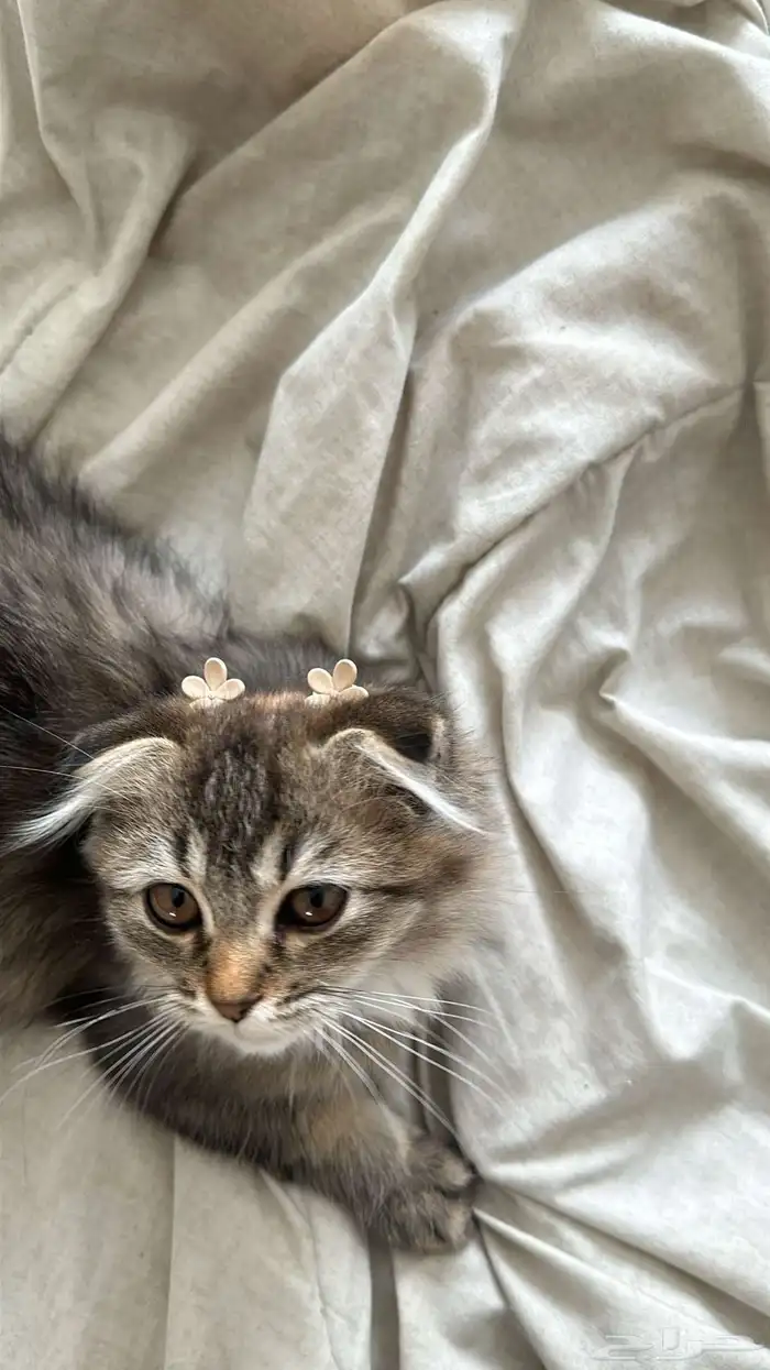 قطط سكوتش للبيع 5