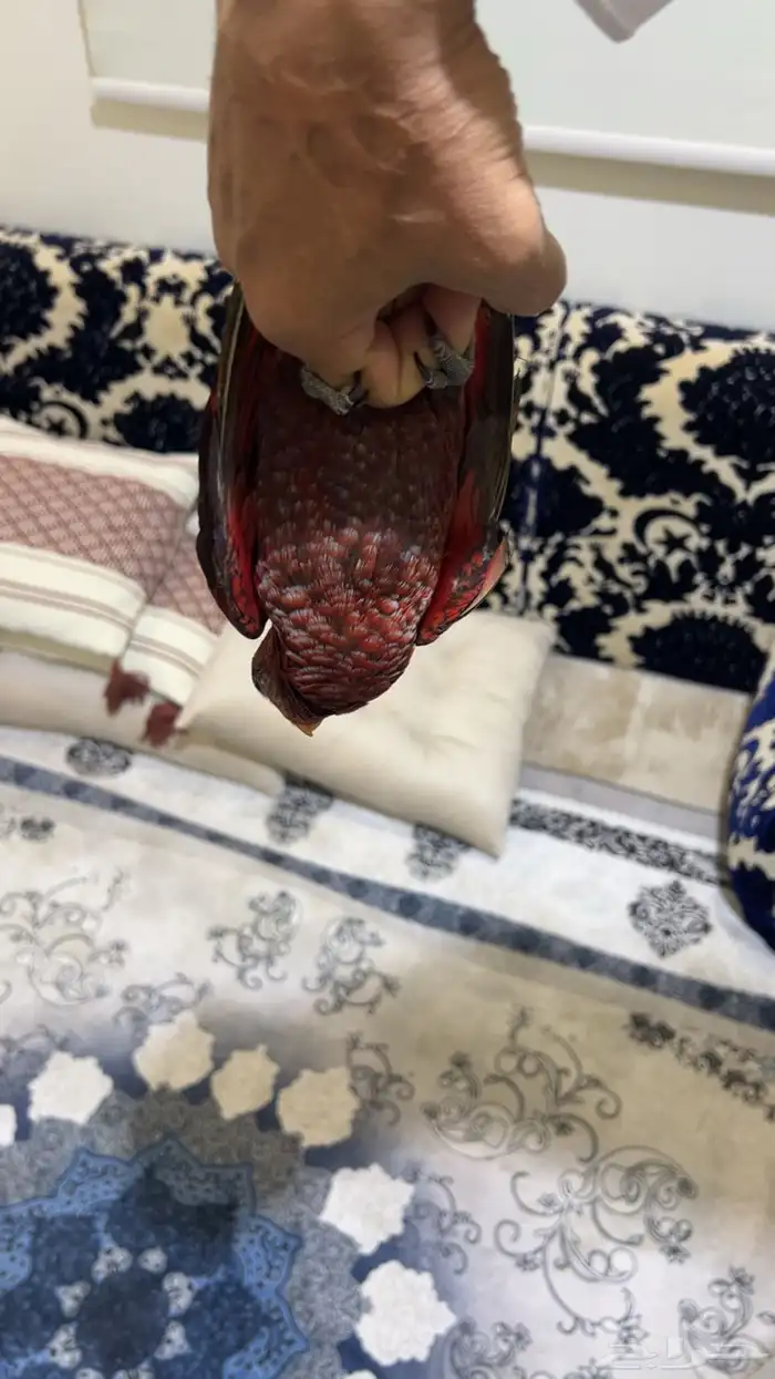 لوري كاردينال 1