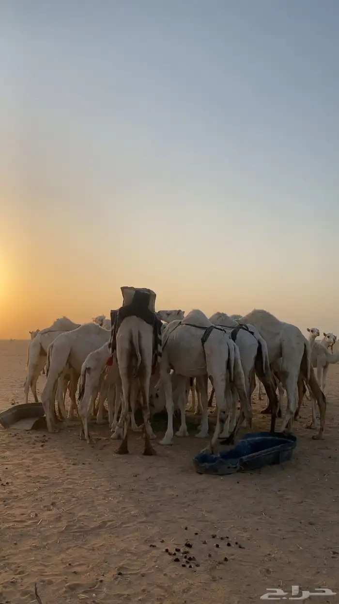 ابل للبيع 27