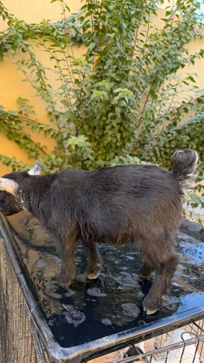 ماعز قزم (جفرة) للبيع 4