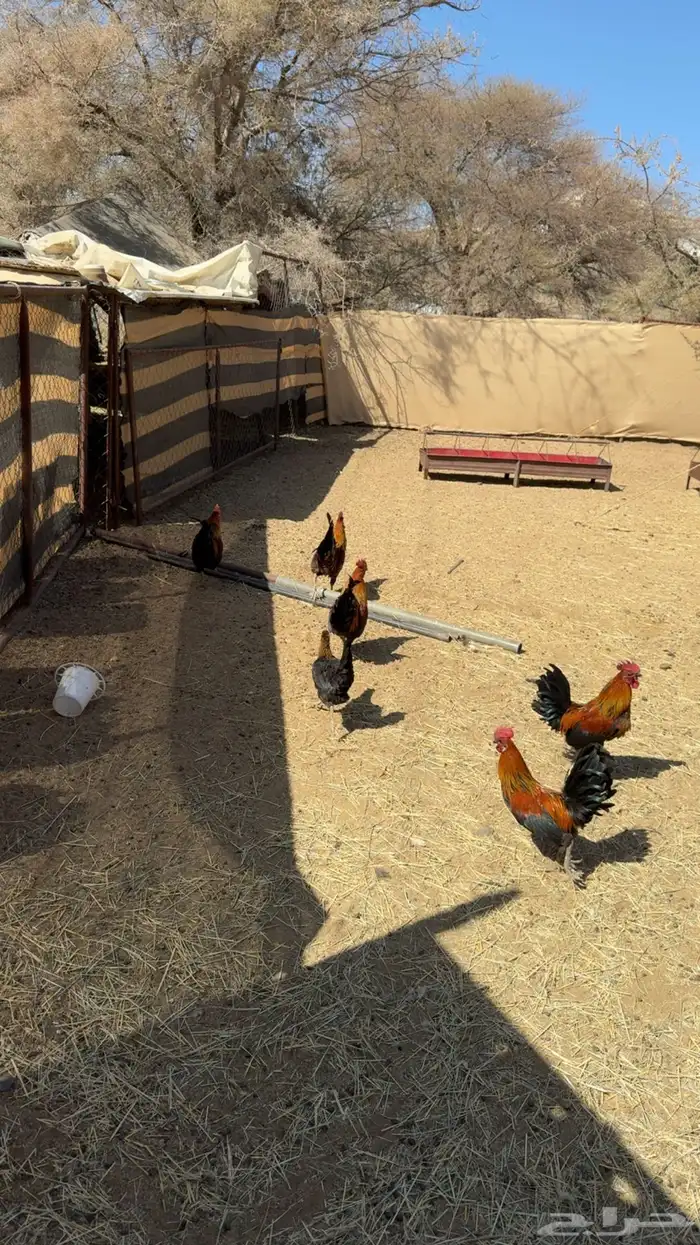 ديك ديكه للبيع طيبه نظيفه العدد 5 0