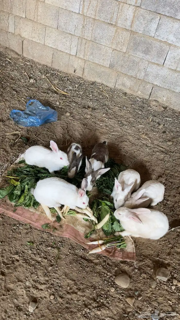 ارانب للبيع 1