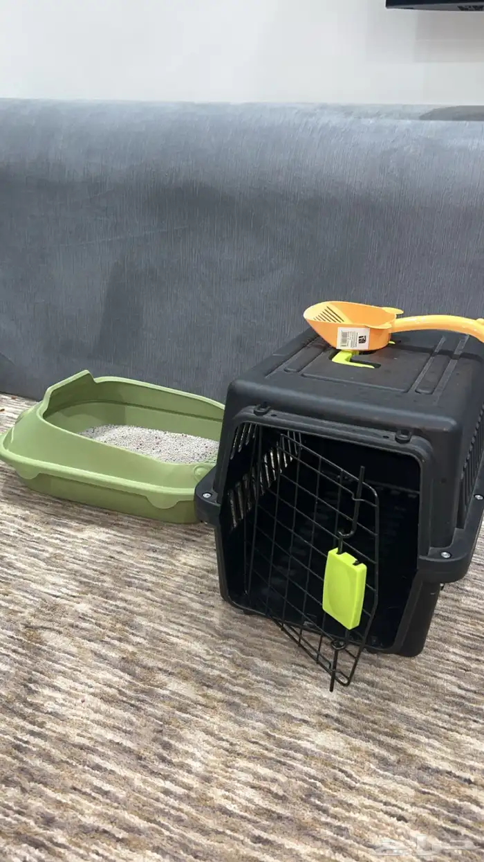 قطوه شيرازيه 4