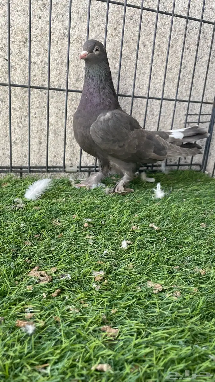 هزازي و أناثي أتراك . 5