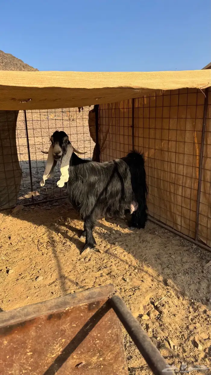 عنز عارضيه طيبة 4