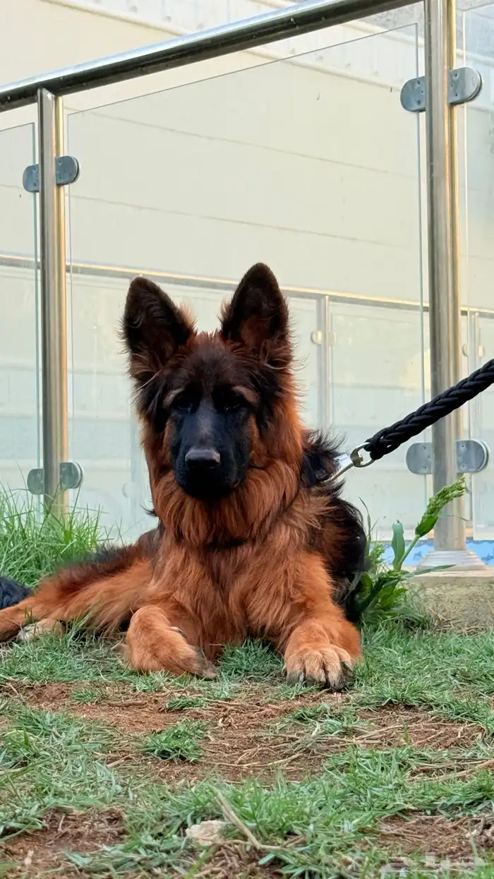 كلب جيرمن شيبرد 2