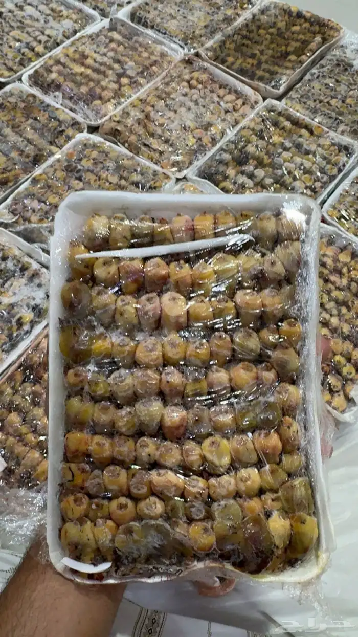 بقلاوه شيوخ 2