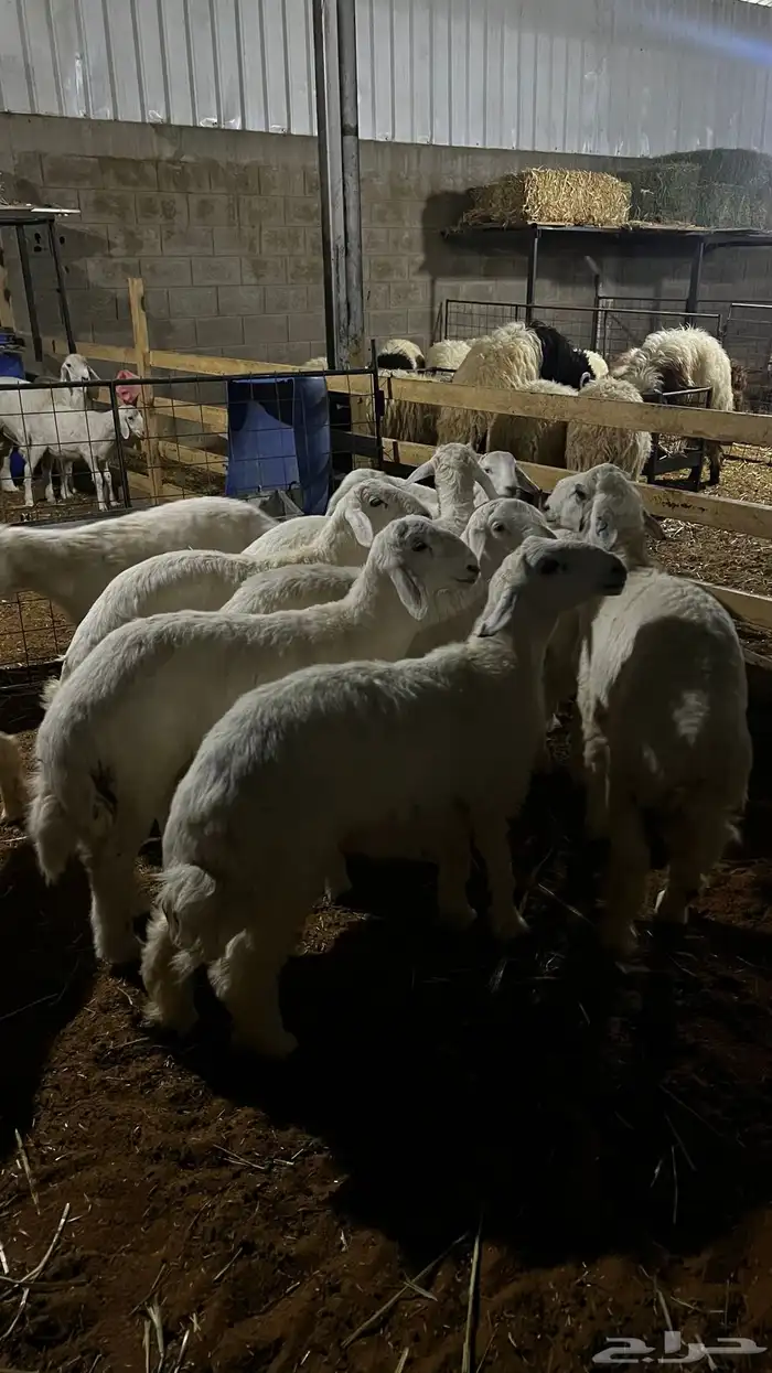 حريات للبيع جمله وتفريد 0