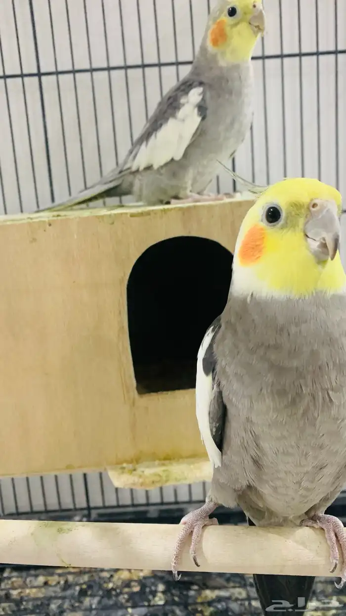 بيغاء الكراون ذكر انثى 0