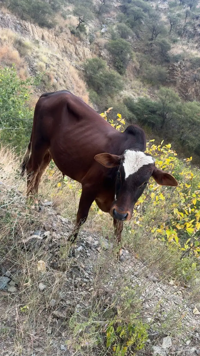 حسيل للبيع 0