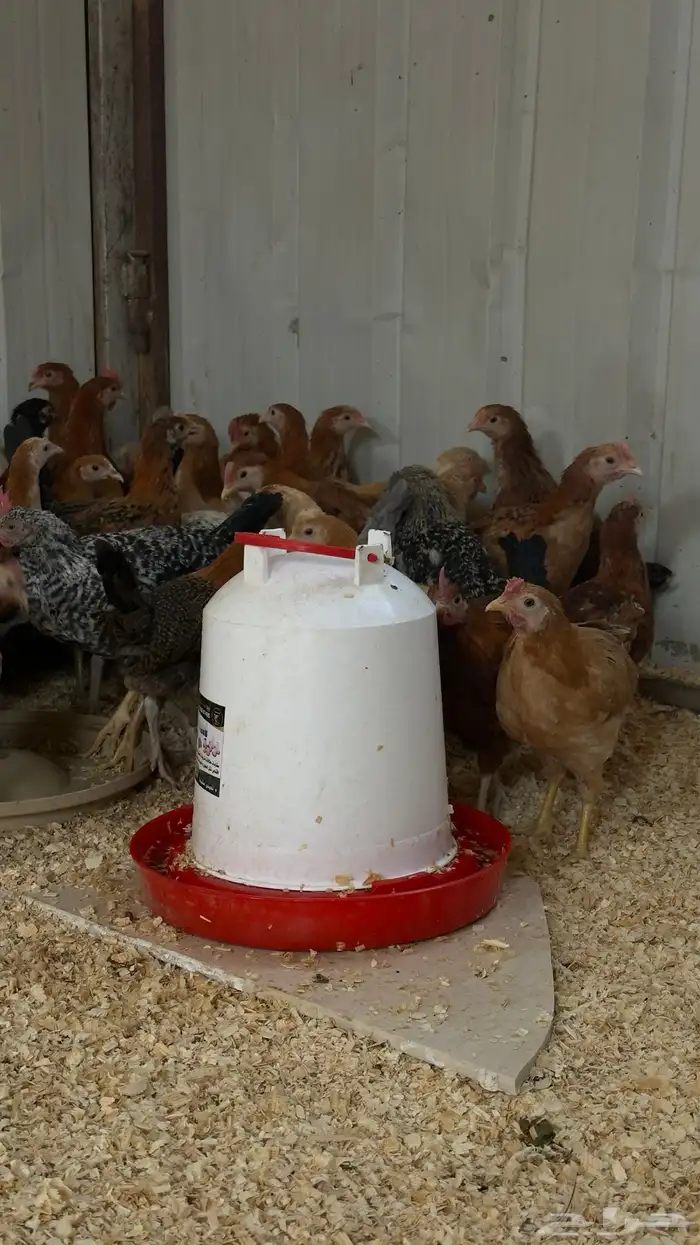 153 فرخ دجاج للبيع 1