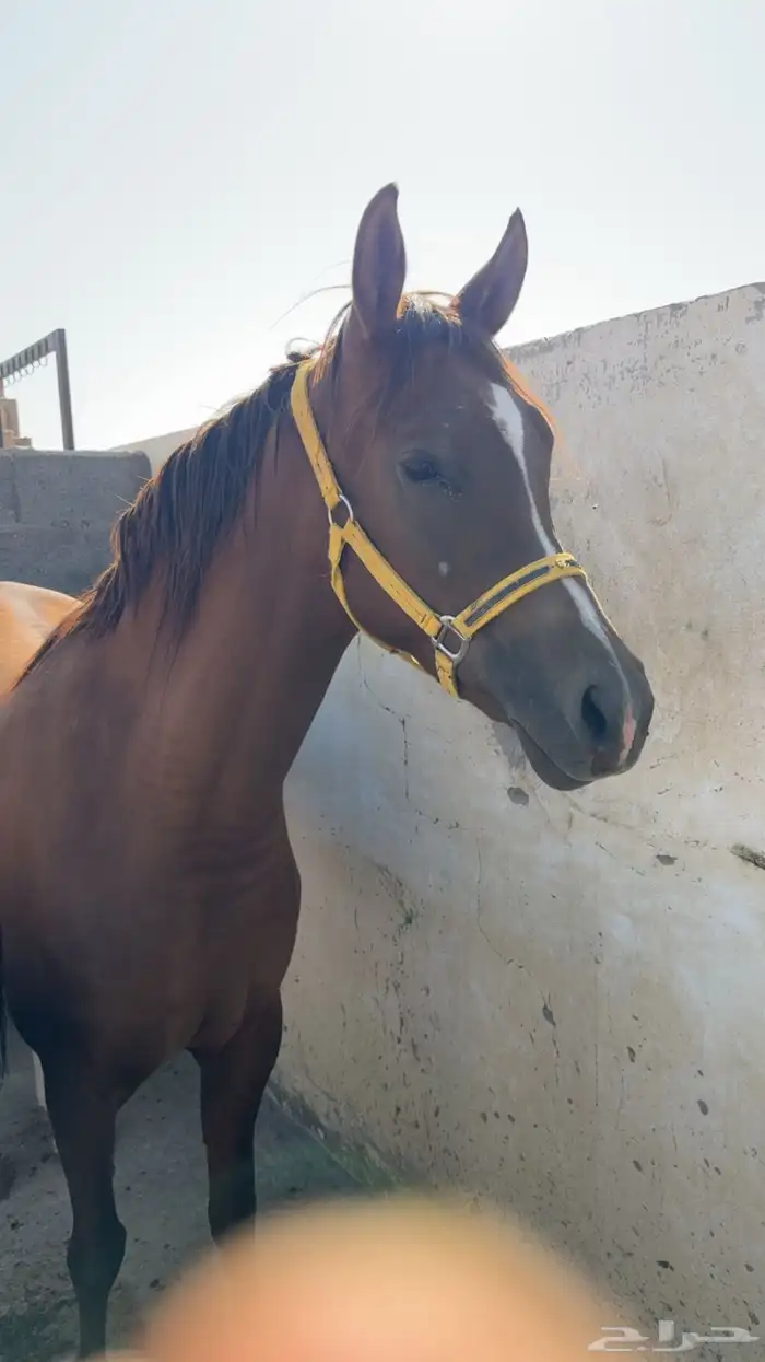 فرس تنافس الواهو ( شعبية ) 0