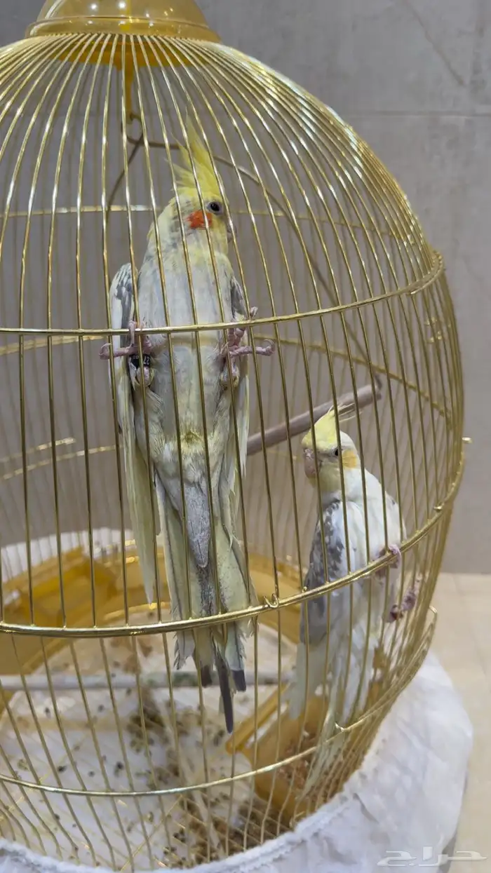 كروان للبيع 2